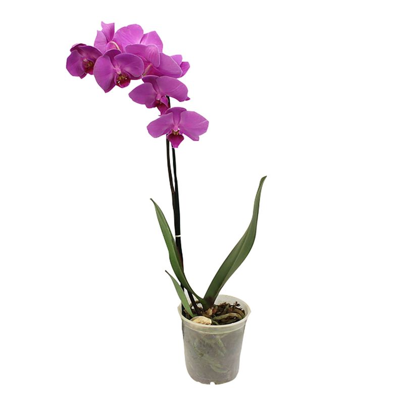 Flor Orquídea Pote 12/15
